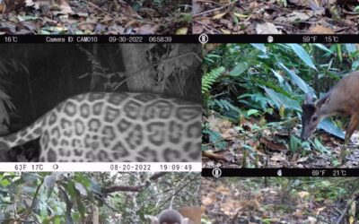 Catálogo de especies